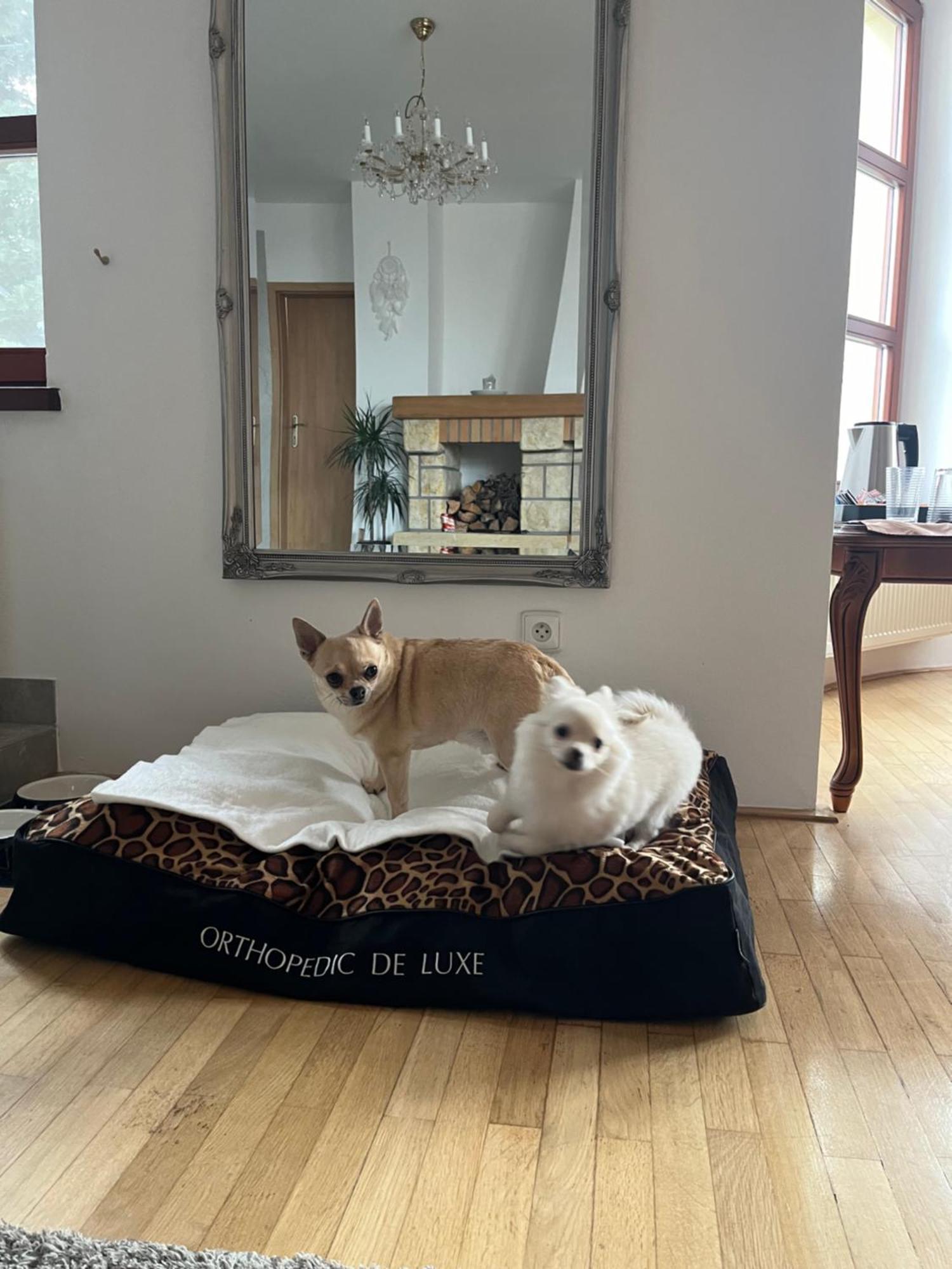 Dogs Resort And Spa Horni Bezdekov Dış mekan fotoğraf
